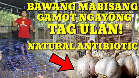 gamot sa nagluluhang mata ng manok|Mga antibiotics para sa mga manok: isang listahan ng .